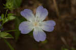 Largeflower baby blue eyes